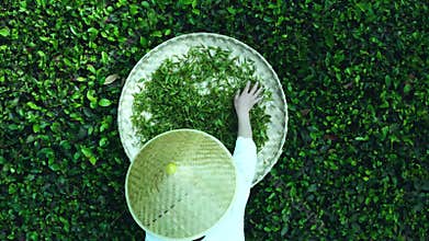 real shot video of tea picking in mountain tea gardens