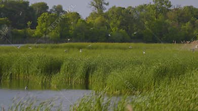 Many river gulls hunt fish in lakes, rivers, and canals.