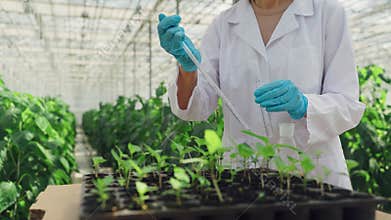 Close-up, agricultural engineer in lab coat using pipette adds chemical additives to plant seedlings. Scientist, plants