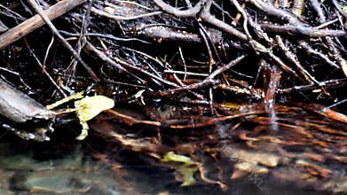 Tree roots hang down to the ground to absorb water