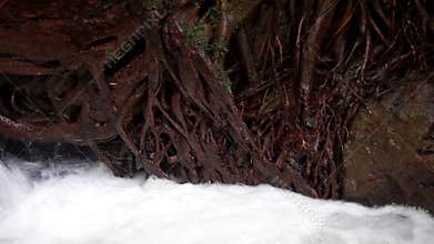 Tree roots hang down to the ground to absorb water