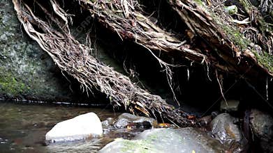 Tree roots hang down to the ground to absorb water