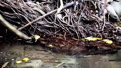 Tree roots hang down to the ground to absorb water