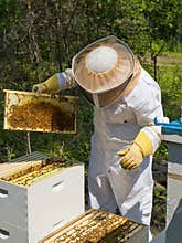 Bee Keeping