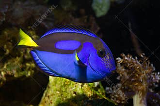 neon glowing royal blue tang natural behaviour, popular demanding fluorescent pet for experienced aquarist care, live rock