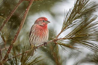 Male House Finch in Pine Tree During a Winter Snowfall
