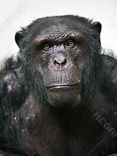 Chimpanzee