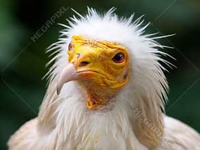Western Egyptian Vulture