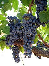 Grapes ripening on the vine