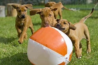 Adorable little puppies playing with a ball