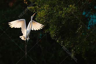 Egret dancing in the air
