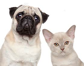 Dog and Cat