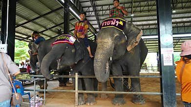 Show elephant activity at Elephant World Surin Elephant Village , 19 September 2024 , Thailand.
