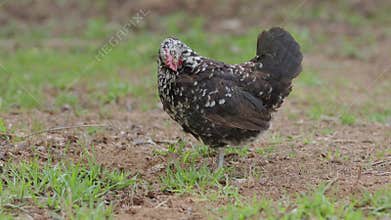 Black and white speckled hen is standing on a grassy patch of ground in a barnyard. The hen is looking for food and