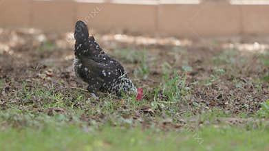 Speckled hen with a red comb strolls on a sunny farm. It pecks for food in lush grass, embodying rural tranquility