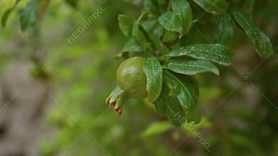 Pomegranate fruit ripening on the tree with lush green leaves in the outdoor scenic environment of mallorca, balearic islands,