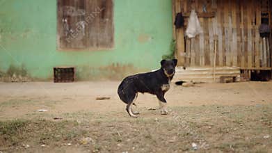 A dirty black medium-sized dog barks and gets scared when the camera approaches in a poor and humble village in Vietnam