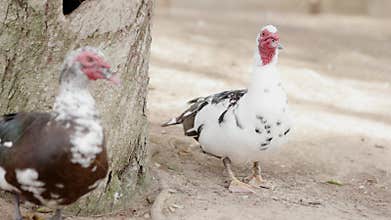 Two muscovy ducks standing by a tree, one facing the camera, the other looking away. Colorful birds in nature, adding