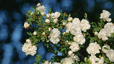 Summer scenery with shrubby white rose branch.