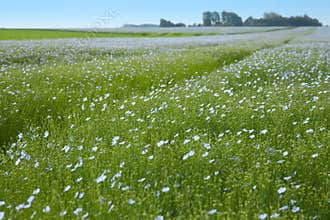 The blue field of flax