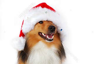 Christmas happy dog