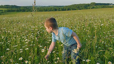 Child Collects A Bouquet Of Flowers On Field. Little Boy Picking Flowers Lifestyle. Gimbal Stabilize.