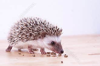 Baby hedgehog eating