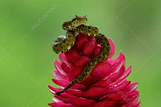 Eyelash Viper