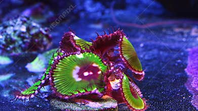 luminescent button polyp colony, soft coral animal move disc tentacle in circular flow, pet for beginner aquarist, LED blue low