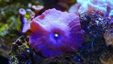 purple mushroom anemone, solitary polyp animal propagation on live rock stone in strong current, nano reef marine aquarium,