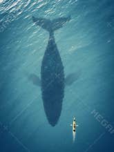Man in a boat floats next to a big fish, whale