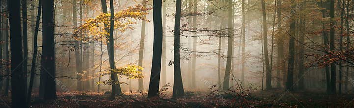 Fairytale mood in a foggy forest