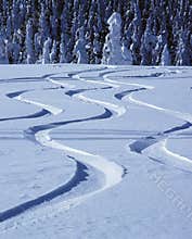 Tracks in snow
