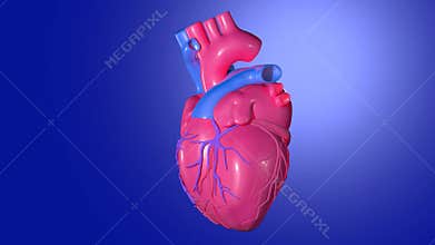 3d animation of a beating heart, showing the coronary arteries.