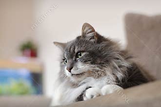 House cat