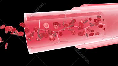 3d animation of the anatomical section of an artery or vein.