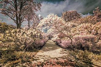 IR photography view with false color
