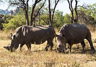 Two large rhinos grazing the grass in Zimbabwe
