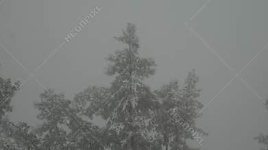 In the snowy landscape, only trees stand tall, dressed in a blanket of snow.