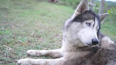 Clode up Siberian Husky dog cute chill activity puppies animal at house.