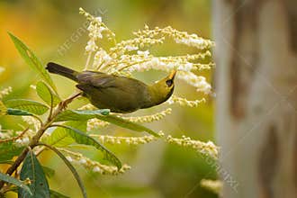 Mountain blackeye Zosterops emiliae also olive blackeye or simply black-eye, passerine bird in Zosteropidae endemic to the highest