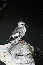 Pigeon guillemot, Cepphus columba