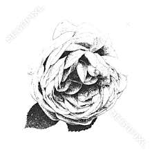 Vintage Rose on White Background. Distressed, hand drawn, grunge style flower. Vector Illustration