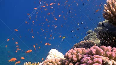 Colorful Fish on Vibrant Coral Reef