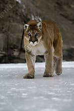 Puma or Mountain lion, Puma concolor