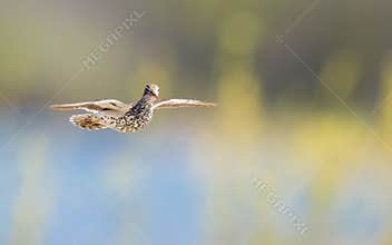 A Spotted Sandpiper Flying Near A Lake