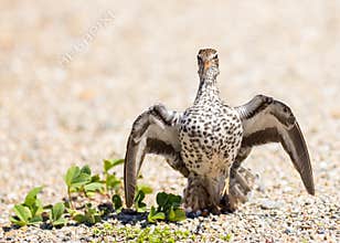A Spotted Sandpiper Showing Aggressive Behavior