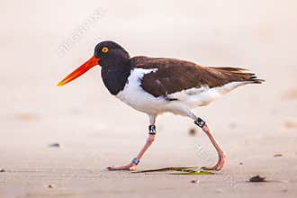 An American Oystercatcher Walking On The Beach