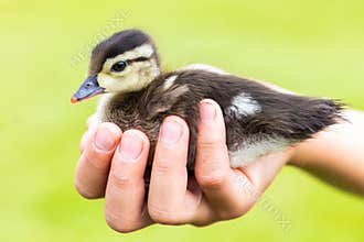 A Tiny Wood Duck Duckling
