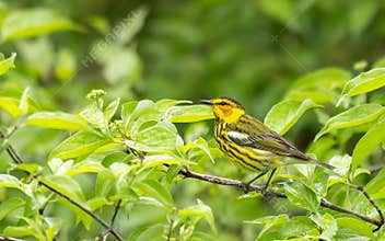 Cape May Warbler Perched In A Bush